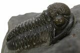 Detailed Gerastos Trilobite Fossil - Morocco #311067-1